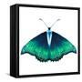 Watercolor Green Butterfly with Diamond-Eisfrei-Framed Stretched Canvas