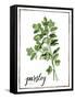 Watercolor Herbs II-Grace Popp-Framed Stretched Canvas