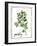 Watercolor Herbs II-Grace Popp-Framed Art Print