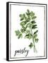 Watercolor Herbs II-Grace Popp-Framed Stretched Canvas