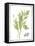 Watercolor Herbs III-Grace Popp-Framed Stretched Canvas