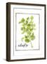 Watercolor Herbs IV-Grace Popp-Framed Art Print