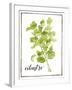 Watercolor Herbs IV-Grace Popp-Framed Art Print