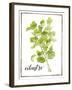 Watercolor Herbs IV-Grace Popp-Framed Art Print