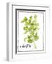 Watercolor Herbs IV-Grace Popp-Framed Art Print