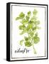 Watercolor Herbs IV-Grace Popp-Framed Stretched Canvas