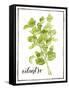 Watercolor Herbs IV-Grace Popp-Framed Stretched Canvas