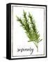 Watercolor Herbs V-Grace Popp-Framed Stretched Canvas