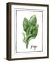 Watercolor Herbs VI-Grace Popp-Framed Art Print