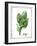 Watercolor Herbs VI-Grace Popp-Framed Art Print