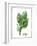 Watercolor Herbs VI-Grace Popp-Framed Art Print