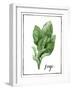 Watercolor Herbs VI-Grace Popp-Framed Art Print