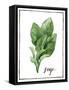 Watercolor Herbs VI-Grace Popp-Framed Stretched Canvas