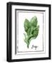 Watercolor Herbs VI-Grace Popp-Framed Art Print