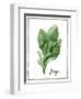 Watercolor Herbs VI-Grace Popp-Framed Art Print