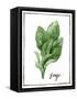 Watercolor Herbs VI-Grace Popp-Framed Stretched Canvas