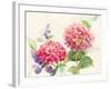 Watercolor Hydrangea-Danhui Nai-Framed Art Print