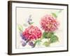 Watercolor Hydrangea-Danhui Nai-Framed Art Print