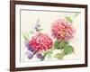 Watercolor Hydrangea-Danhui Nai-Framed Art Print