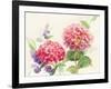 Watercolor Hydrangea-Danhui Nai-Framed Art Print