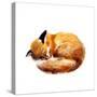 Watercolor Illustration of a Sleeping Fox on the White Background.Hand Drawn Sketch Cute Watercolor-Tatyana Komtsyan-Stretched Canvas