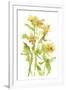 Watercolor Lilies II-Melissa Wang-Framed Art Print