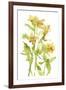 Watercolor Lilies II-Melissa Wang-Framed Art Print