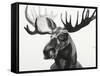 Watercolor Moose-Ben Gordon-Framed Stretched Canvas