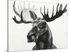 Watercolor Moose-Ben Gordon-Stretched Canvas