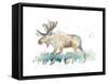 Watercolor Moose-Lanie Loreth-Framed Stretched Canvas