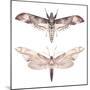 Watercolor Moth Set-Eisfrei-Mounted Art Print