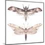 Watercolor Moth Set-Eisfrei-Mounted Art Print