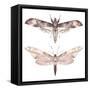 Watercolor Moth Set-Eisfrei-Framed Stretched Canvas