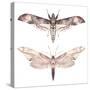 Watercolor Moth Set-Eisfrei-Stretched Canvas