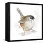 Watercolor Mountain Bird I-Patricia Pinto-Framed Stretched Canvas