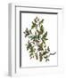 Watercolor Oak Branch Composition with Leaves and Acorns Isolated on White, Forest Flourish Drawing-Elena Paletskaya-Framed Art Print