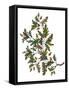 Watercolor Oak Branch Composition with Leaves and Acorns Isolated on White, Forest Flourish Drawing-Elena Paletskaya-Framed Stretched Canvas