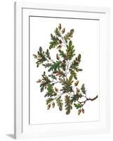 Watercolor Oak Branch Composition with Leaves and Acorns Isolated on White, Forest Flourish Drawing-Elena Paletskaya-Framed Art Print