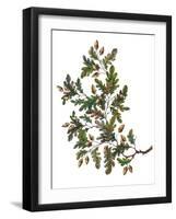 Watercolor Oak Branch Composition with Leaves and Acorns Isolated on White, Forest Flourish Drawing-Elena Paletskaya-Framed Art Print