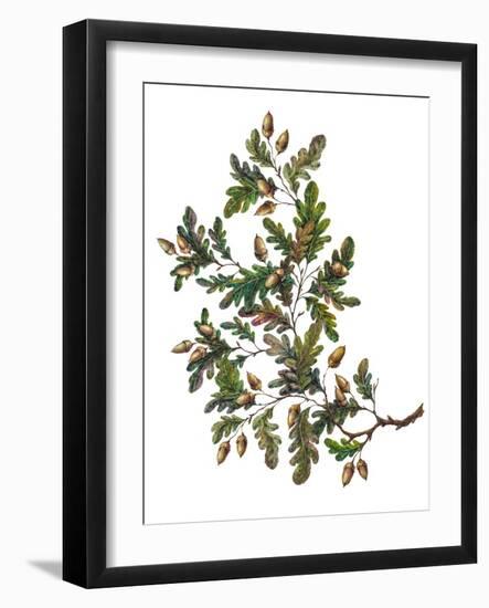 Watercolor Oak Branch Composition with Leaves and Acorns Isolated on White, Forest Flourish Drawing-Elena Paletskaya-Framed Art Print