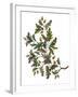 Watercolor Oak Branch Composition with Leaves and Acorns Isolated on White, Forest Flourish Drawing-Elena Paletskaya-Framed Art Print