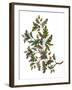 Watercolor Oak Branch Composition with Leaves and Acorns Isolated on White, Forest Flourish Drawing-Elena Paletskaya-Framed Art Print