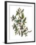 Watercolor Oak Branch Composition with Leaves and Acorns Isolated on White, Forest Flourish Drawing-Elena Paletskaya-Framed Art Print