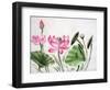 Watercolor Painting Of Pink Lotus-Surovtseva-Framed Art Print