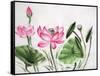 Watercolor Painting Of Pink Lotus-Surovtseva-Framed Stretched Canvas
