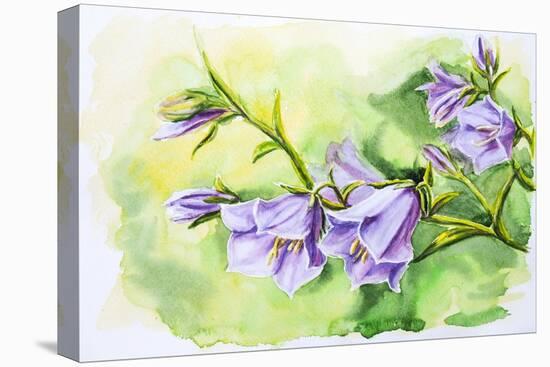 Watercolor Painting Of The Bell Flowers-Valenty-Stretched Canvas