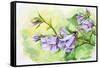 Watercolor Painting Of The Bell Flowers-Valenty-Framed Stretched Canvas