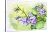 Watercolor Painting Of The Bell Flowers-Valenty-Stretched Canvas