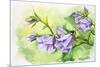 Watercolor Painting Of The Bell Flowers-Valenty-Mounted Premium Giclee Print