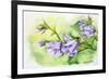 Watercolor Painting Of The Bell Flowers-Valenty-Framed Art Print